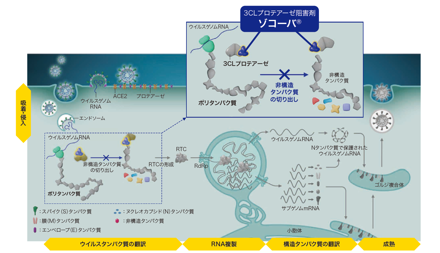 ゾコーバ錠の作用機序