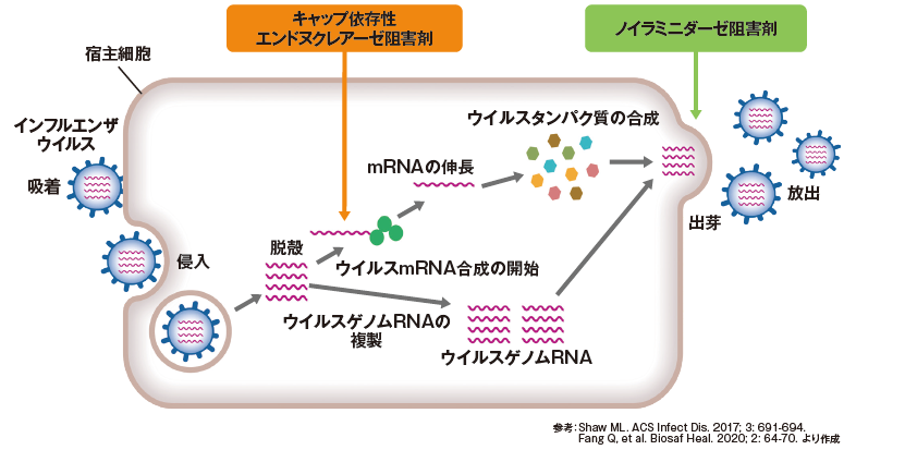 抗インフルエンザウイルス薬の作用点