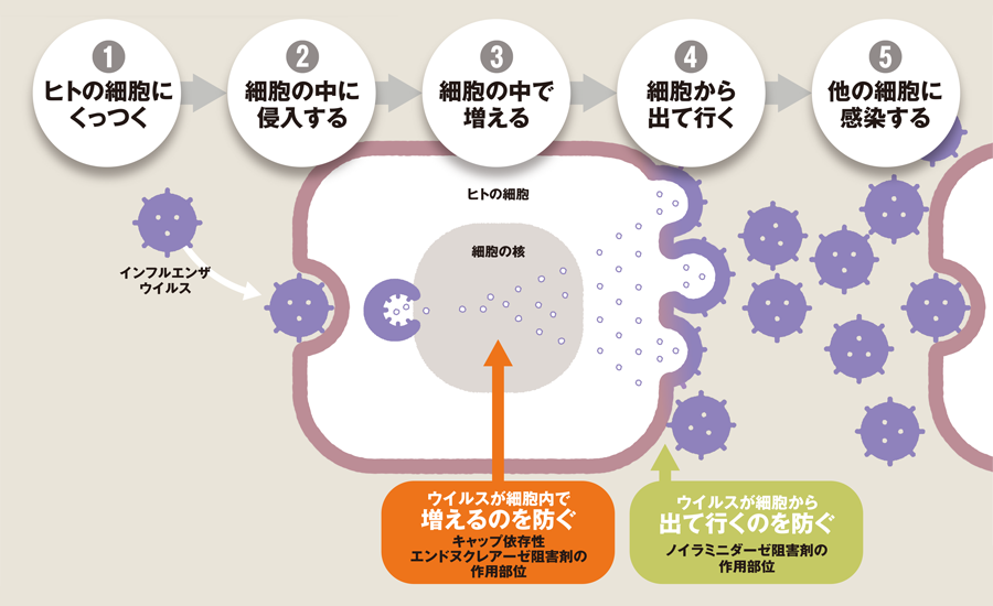 抗インフルエンザウイルス剤の作用部位の図