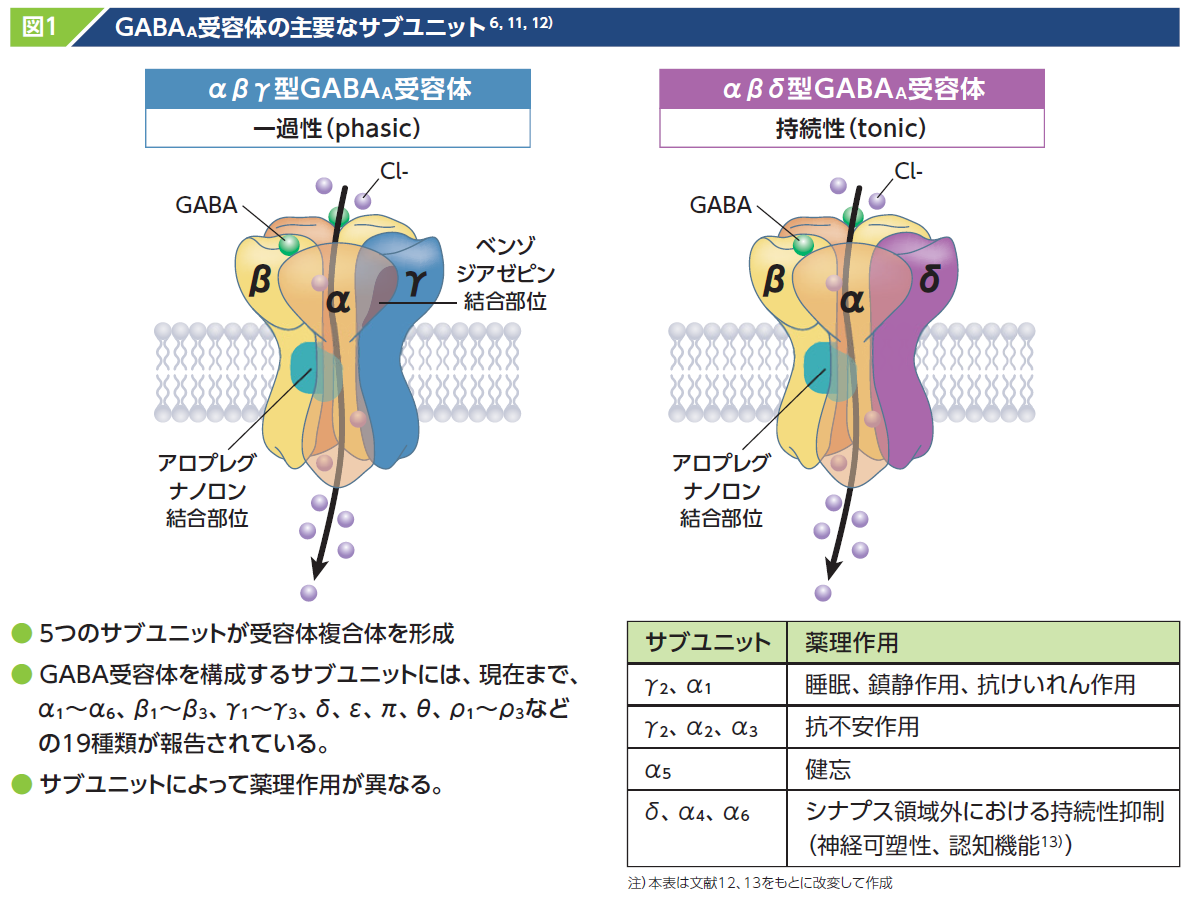 GABAA受容体の主要なサブユニット6, 11, 12）