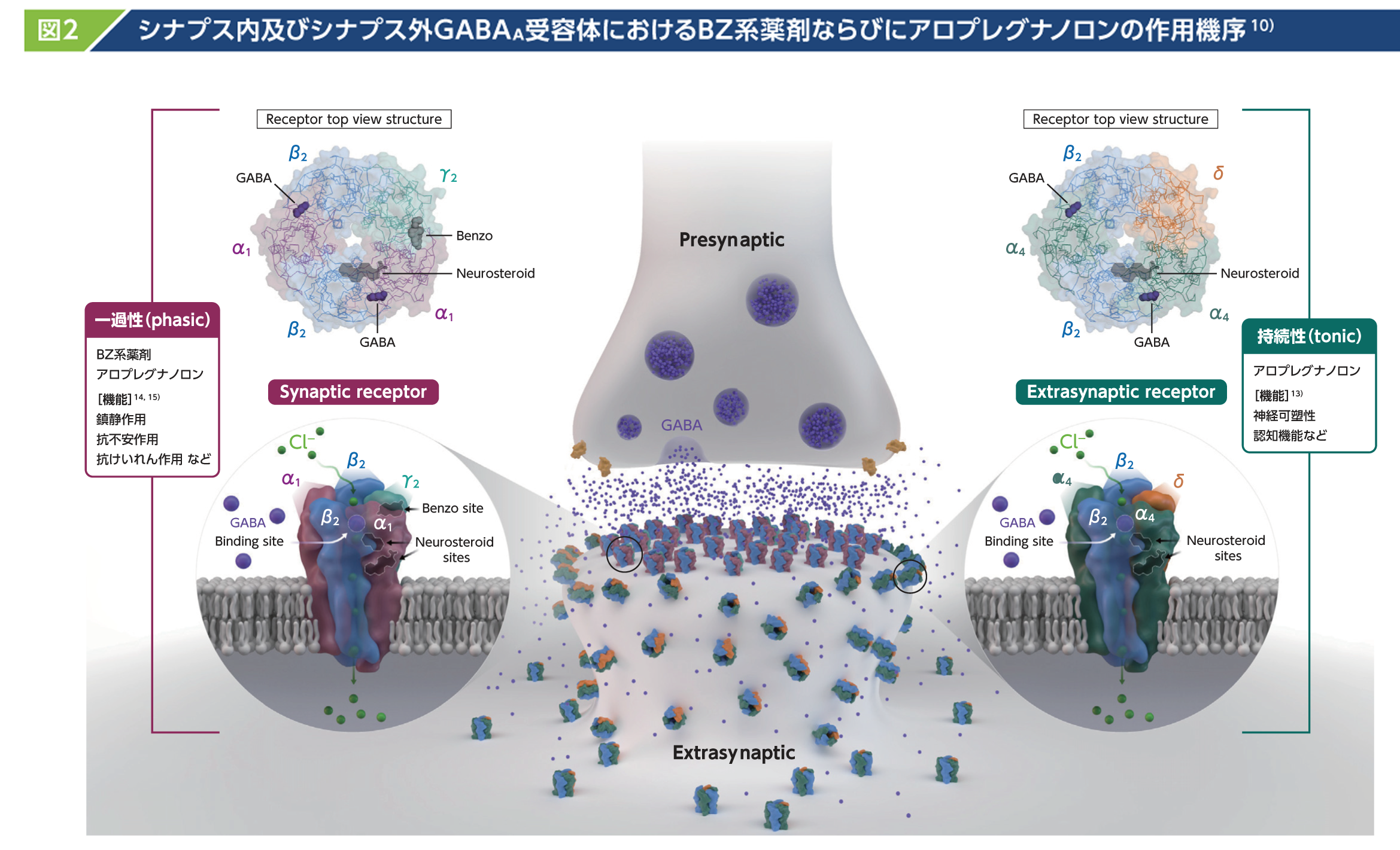 シナプス内及びシナプス外GABAA受容体におけるBZ系薬剤ならびにアロプレグナノロンの作用機序10）
